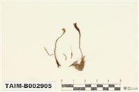 藏品(金髮苔科)的圖片